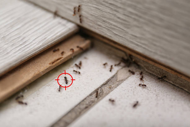 Wildlife Control Services in Eunice, LA