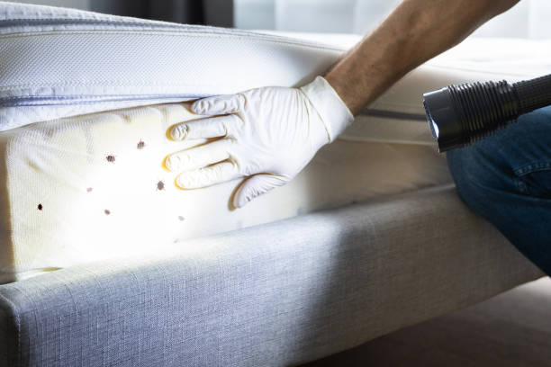 Best Flea Control Services  in Eunice, LA