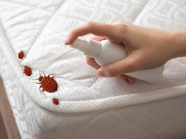 Best Affordable Pest Control Services  in Eunice, LA