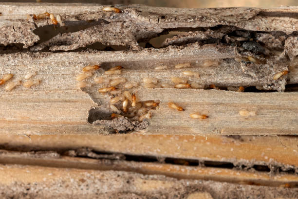 Reliable Eunice, LA Pest Control Solutions